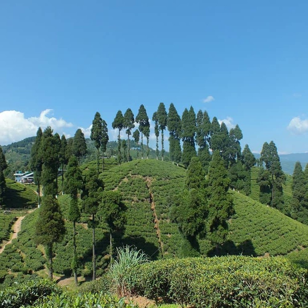 Happy Valley Tea Estate
