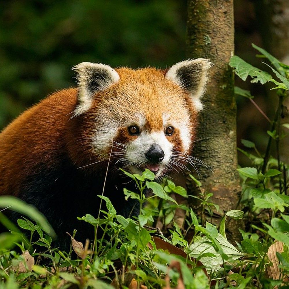 Padmaja Naidu Himalayan Zoological Park